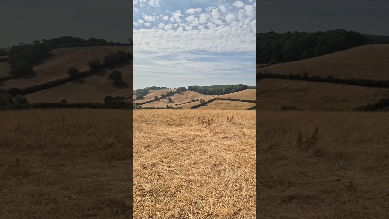 So hot and dry here at the moment. These fields used to be green #Devon #countryside #england