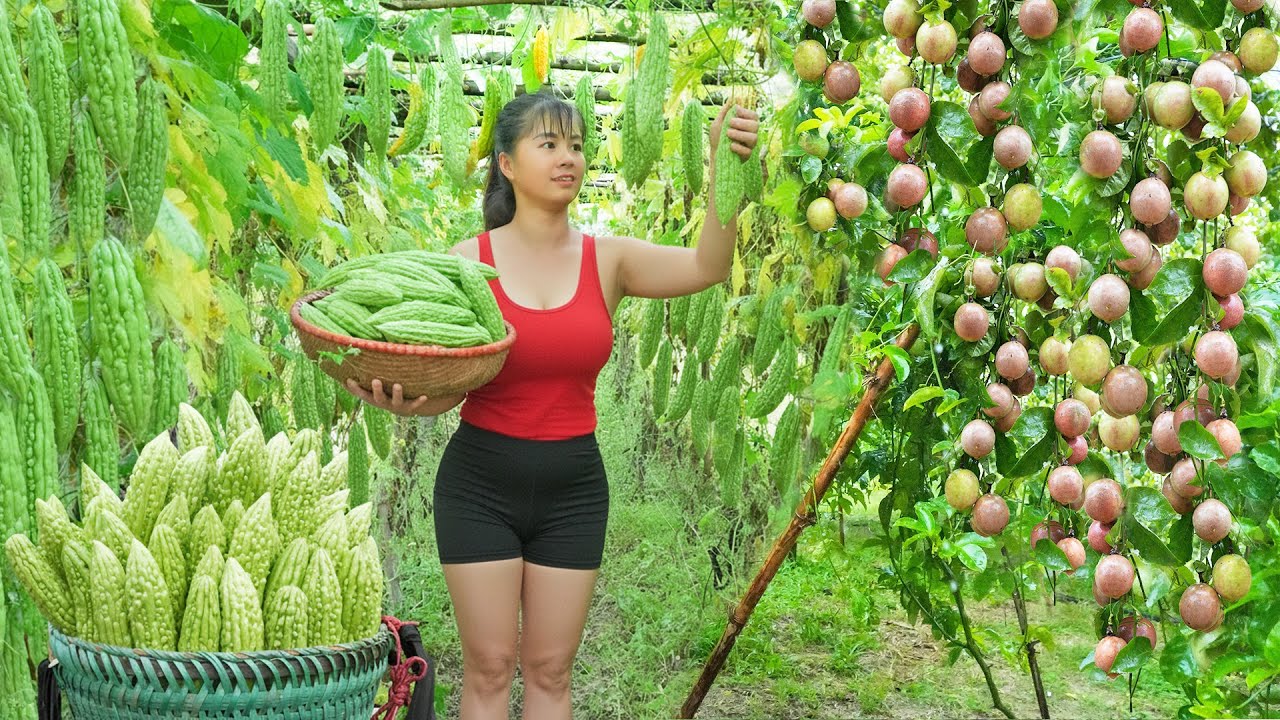 [TIMELAPSE] -- 235 Days Vietnamese Girl Harvest Agricultural Products: Passion Fruit, Bitter Melon