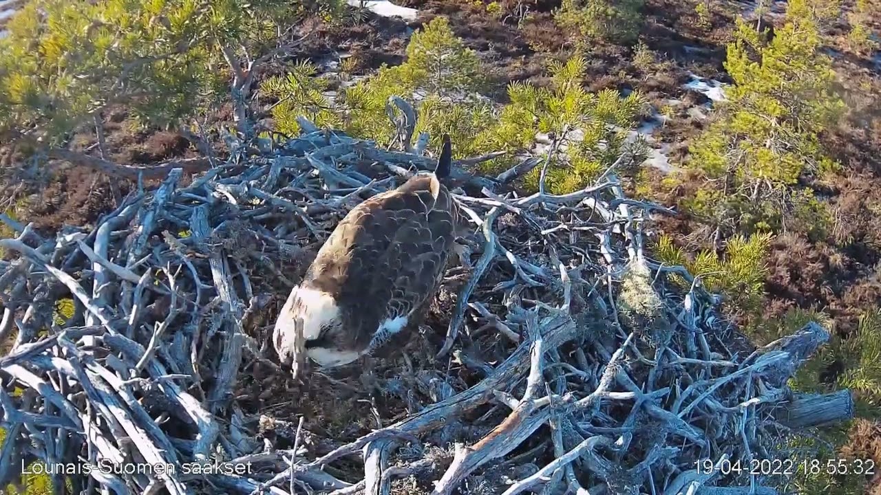 19.4.2022 - #LS - Ronin visiitti