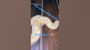 Baby ball Python chilling #ballpython #livefeeding #treepython #ballpythonsnake #subscribe