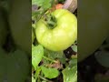 I’m beyond excited! I FINALLY get to pick some tomatoes!!! Thanks to Tomato Booster, I have so many!