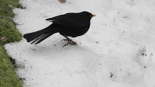 Blackbird  super slow motion