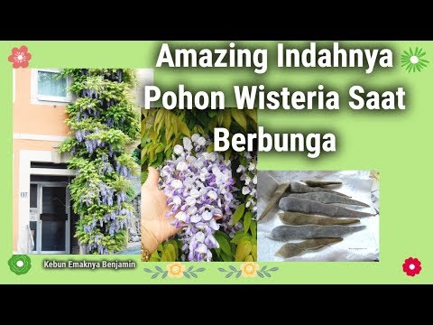 Video: Wisteria Cina (44 Foto): Penanaman Dan Perawatan Di Rumah, Varietas Tanaman Merambat 