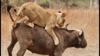 Epic fight : lions vs buffalos