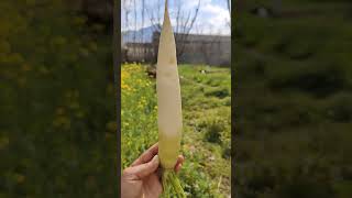 GT 71000486 mini rotary tillage and ridging all-in one tree 🌴