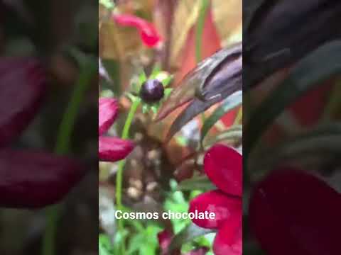 Vídeo: Chocolate Cosmos Info - Dicas para plantar Chocolate Cosmos no jardim