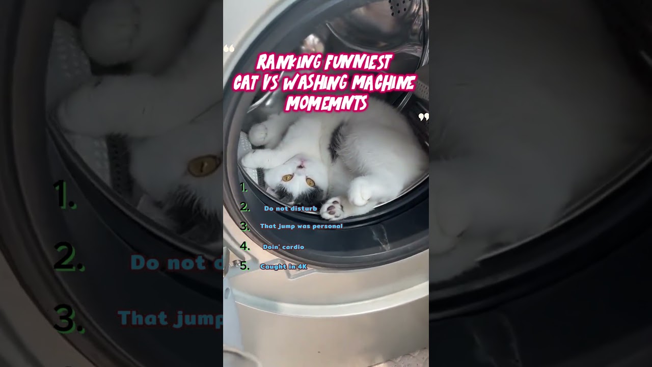 Ranking the Funniest Cat vs Washing Machine Moments 😂🌀 