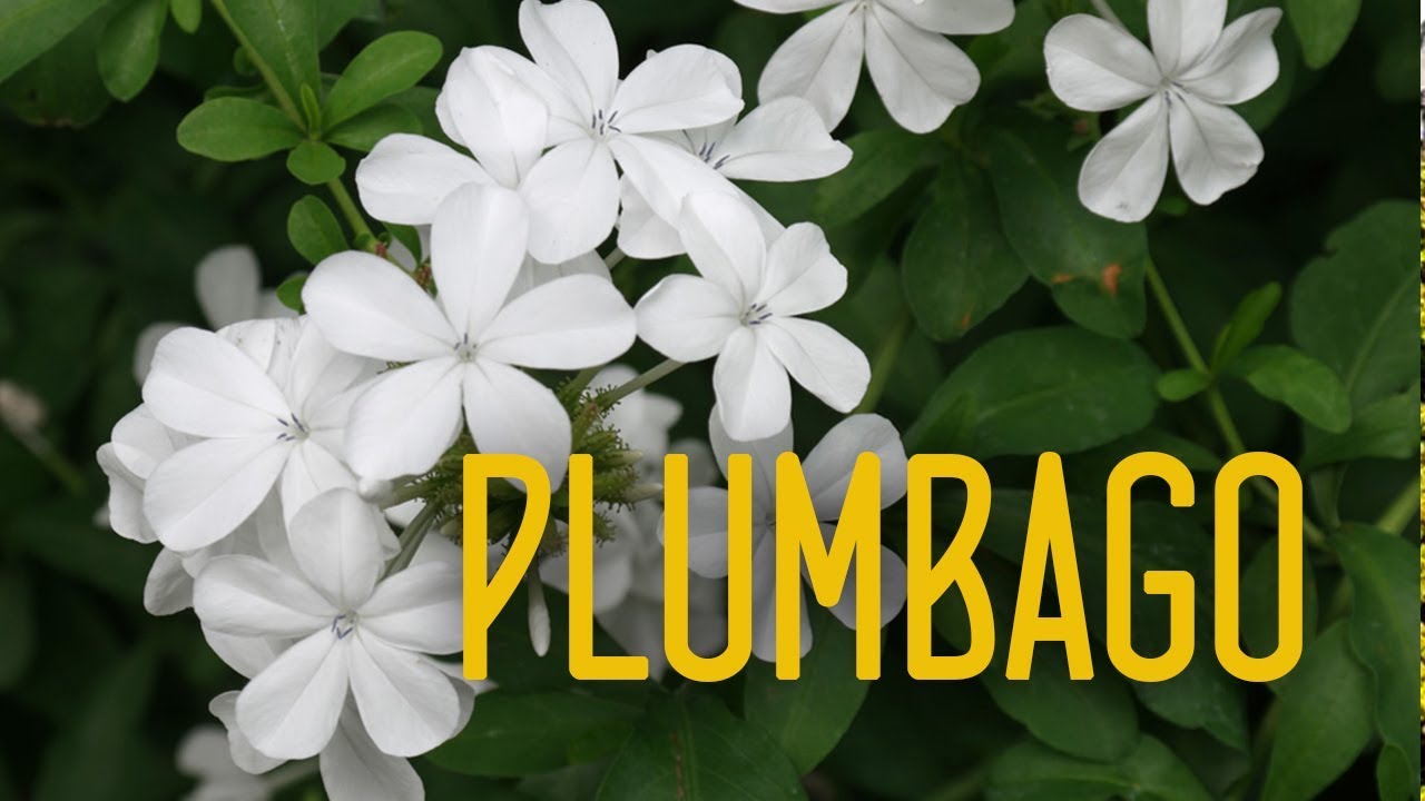 Cuidados de plumbago en casa.