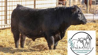 Yearling Bull Picture Day. Thanks To Branding Smoke Photography!!!