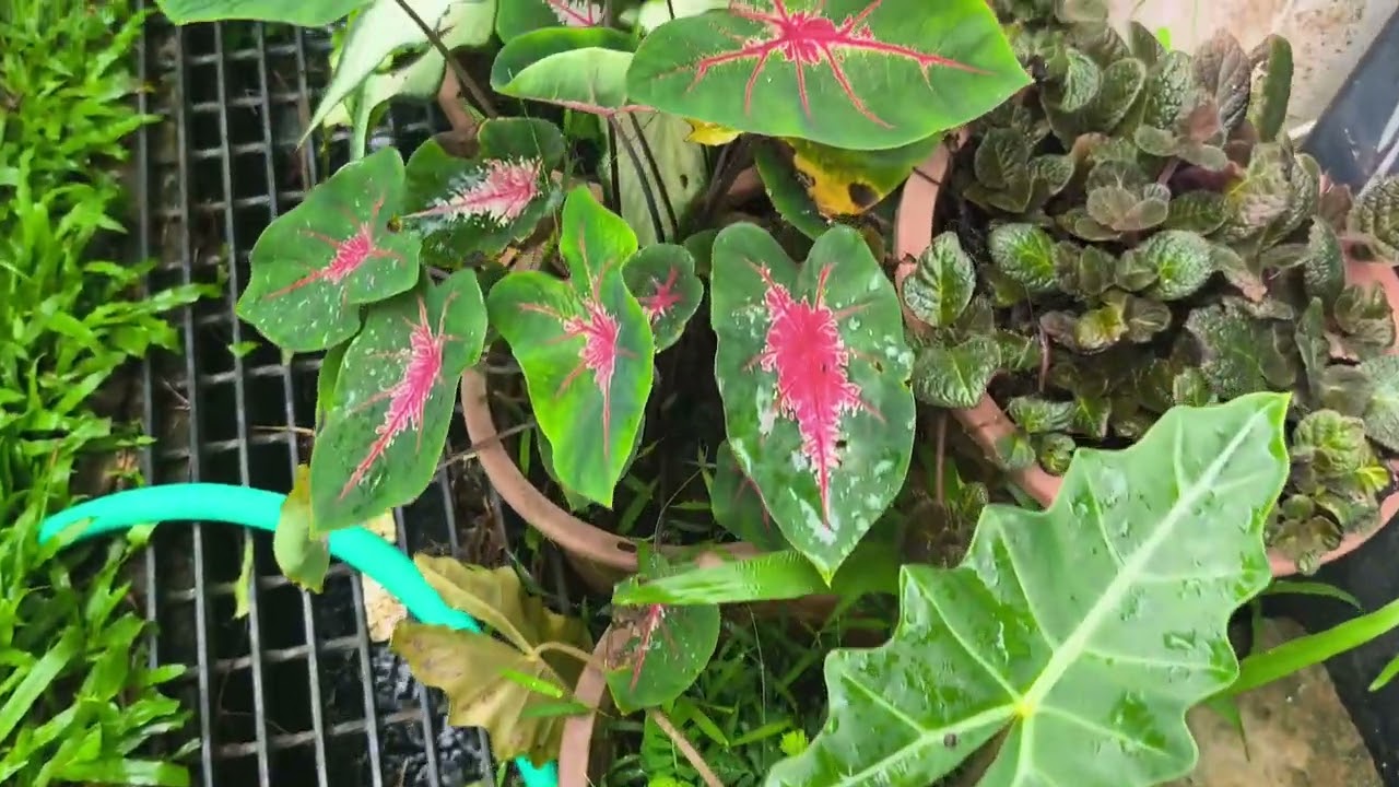 Tanaman di belakang rumah