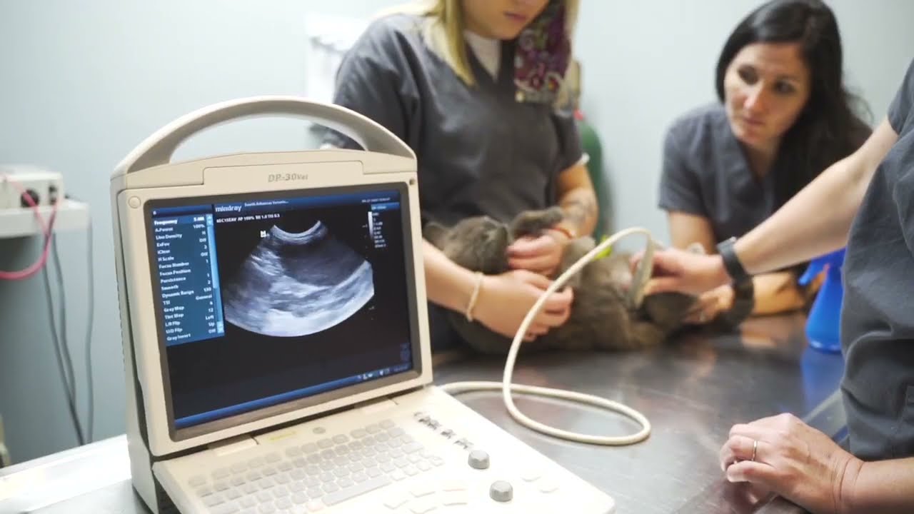 What's a Pyometra?