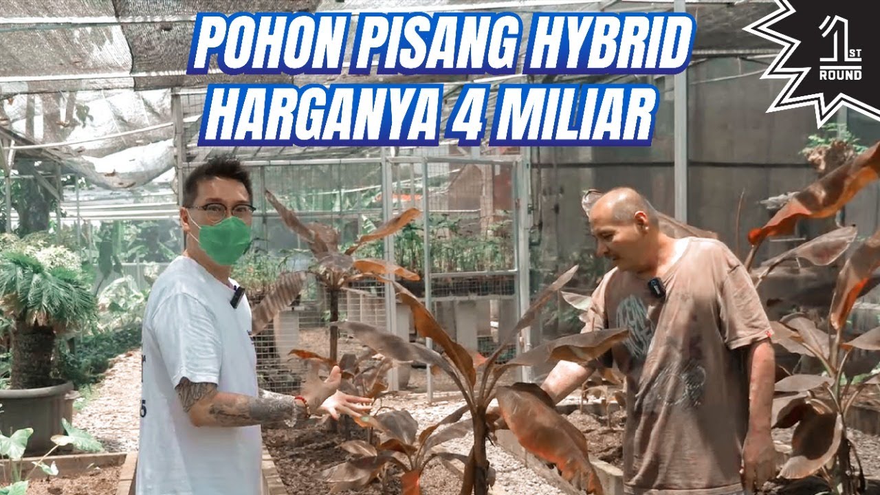 Pohon Pisang Ini Harganya 4 Miliar!! Variegata, Monstera, Aglonema Tanaman Hias Noldy Topan