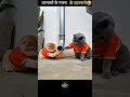 जानवरों के गजब के कारनामे। #viral #trendingshorts #meme #funny #facts