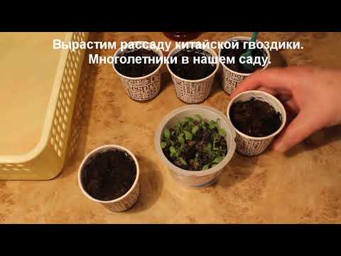Гвоздика китайская. Вырастим рассаду к весне 2019г. Многолетники в нашем саду.