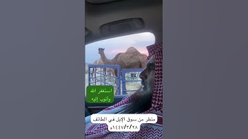دحيم الحماد ١٤٤٧ه آية من سورة هود منظر من سوق الإبل في الطائف