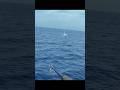 マグロ誘い出しの衝撃バイト！