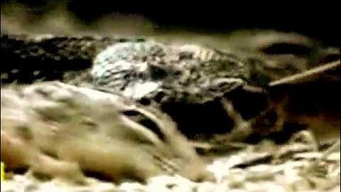 ĐẠI BÀNG BẮT RẮN CHUÔNG.wmv