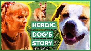 Tia Rescues Heroic Dog From The Streets Of New Orleans | Pit Bulls & Parolees