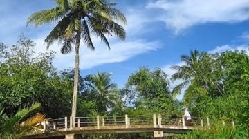 QUÊN CÂY CẦU DỪA | VIẾT NINH