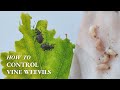 How To Get Rid Of Vine Weevils Without Pesticides - Both Adults and Grubs