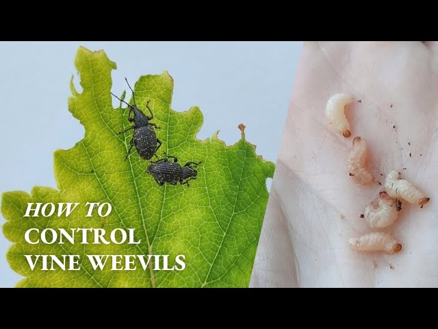Vine Weevil Treatment & Control for Vine Weevil Larvae & Grubs