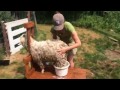 Summer care of angora goats