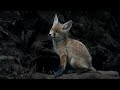 Red fox cubs playing around the den