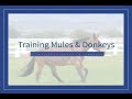 Equus Revisited: The Equine's Skeletal Structure