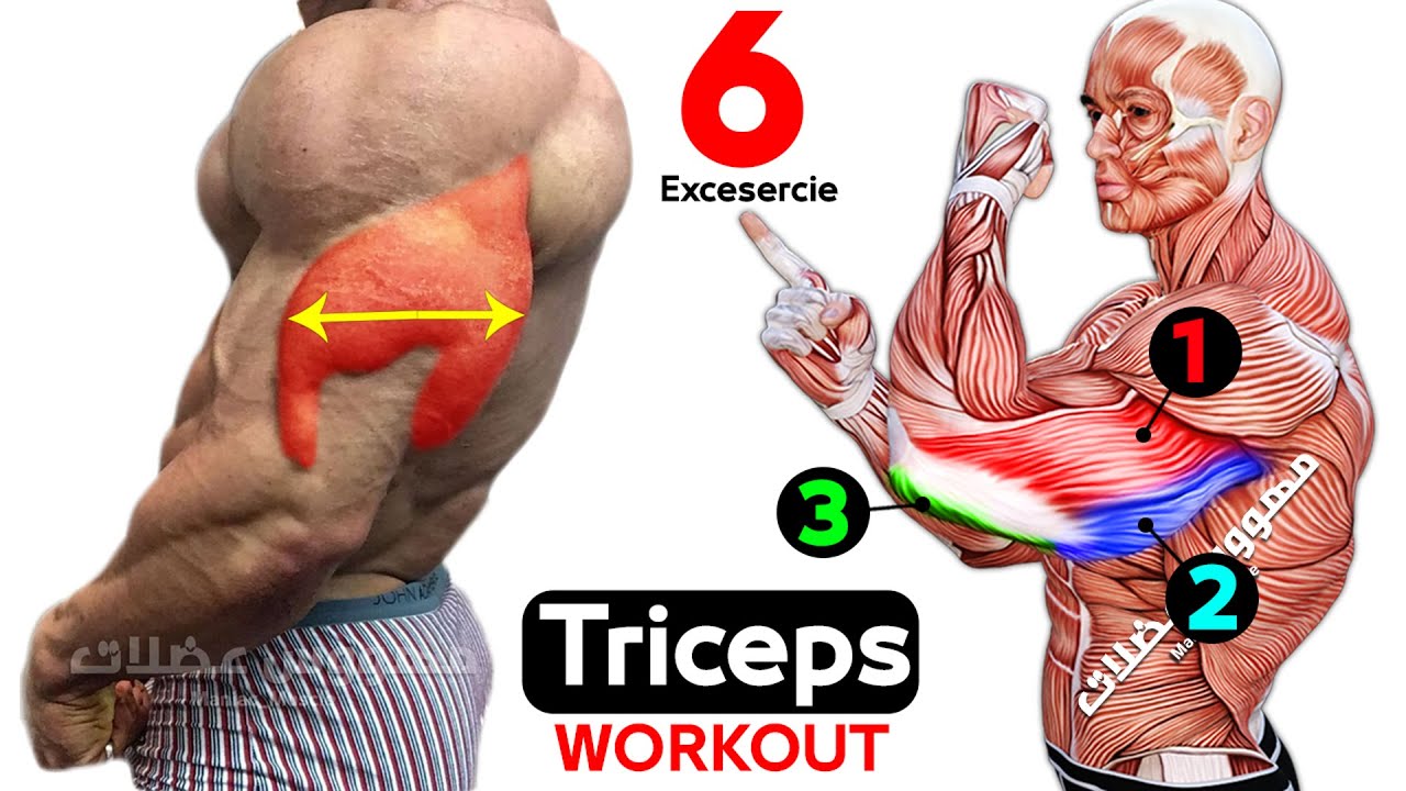 The 6 Best Huge Triceps Exercises - YouTube