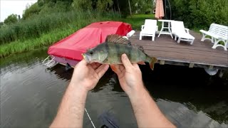 Pêche du brochet et de la perche aux leurres