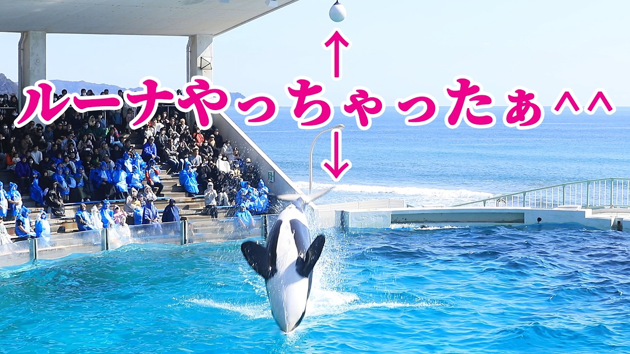 ルーナがまさかのルーピングキックてへぺろ？ 鴨川シーワールド シャチショー KamogawaSeaWorld  orca killerwhale