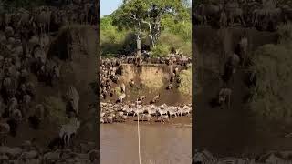 The Great Migration of Wildebeest in the Mara River.