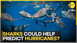 Scientists To Turn Sharks Into Ocean Sensors: Ocean Predators Join Hurricane Research | WION News