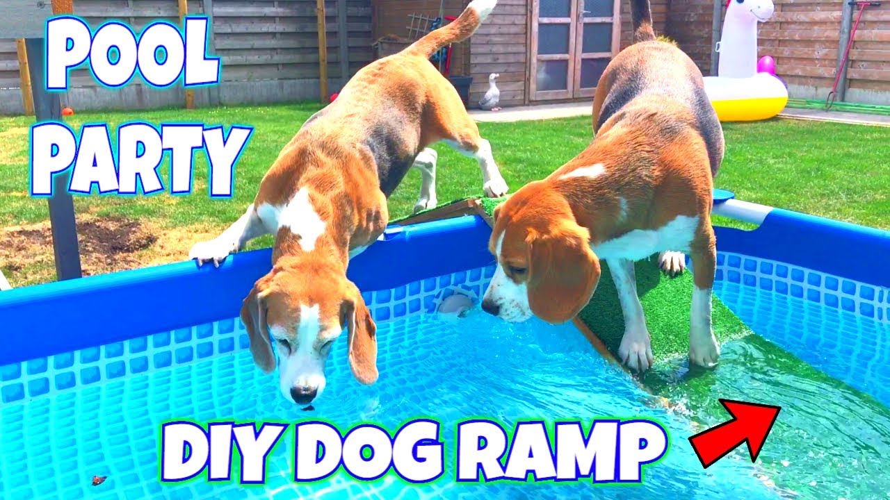 pet pool ramps for dogs