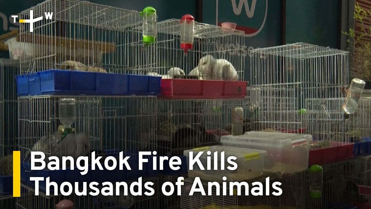 Thousands of Caged Animals Die in Bangkok Market Fire | TaiwanPlus News