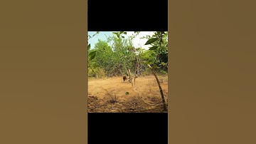 Primitive Technology :  Man So Smart Trapping Birds In Jungle Wow Very nice #shorts