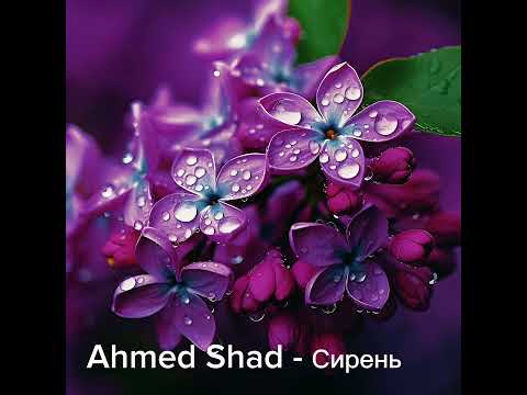 Ahmed Shad сирень