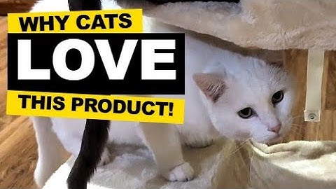 Review of Sweetcrispy Cat Tree Tower: GREAT!