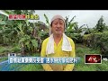 屏東雨彈狂炸農損慘　瓜類泡水、香蕉倒伏、芒果落果
