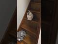 強くてニューゲーム