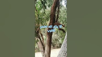 لا إله إلا الله وحده لا شريك له. تلاوة خاشعة بصوت رائع.