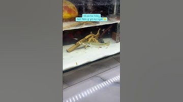 nuôi cá sấu hỏa tiễn #casanmoi #casauhoatien