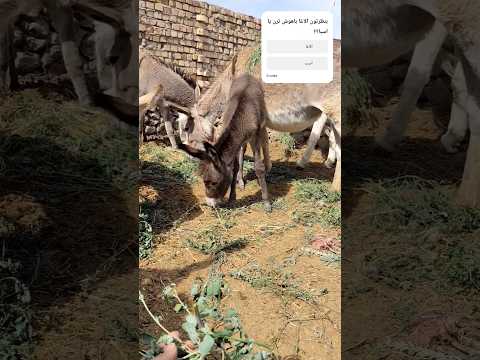 ناز کردن دختر بابا سرمه خانوم   حیوانات بامزه