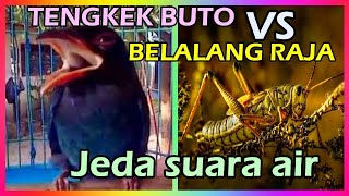 Masteran Tengkek Buto Speed Rapat Lambat Kasar vs Belalang Raja Jeda Suara Air Jernih Durasi Panjang