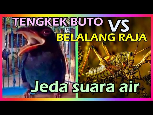 Masteran Tengkek Buto Speed Rapat Lambat Kasar vs Belalang Raja Jeda Suara Air Jernih Durasi Panjang class=