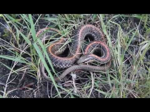 ბოლო 2 თვის განმავლობაში თბილისში გველებთან დაკავშირებით 800  გამოძახება დაფიქსირდა