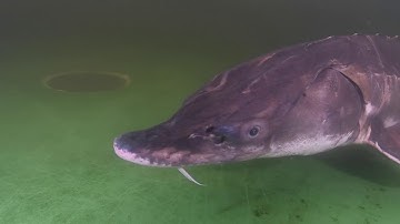 PROMO VIDEO ACADIAN STURGEON AND CAVIAR INC 2018