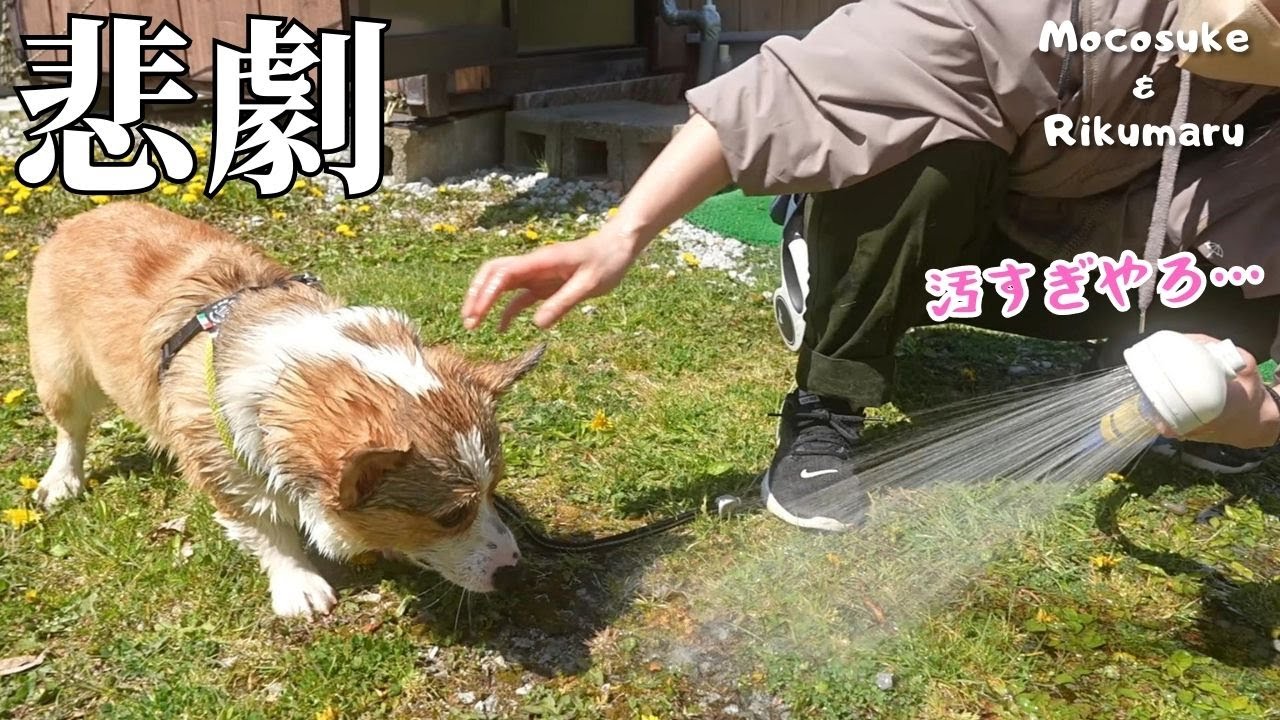 【大惨事】や、やめてくれ…（泣）ドッグランでチビコーギーがやらかしました…【ZV-E1】