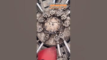 A fascinating animal-shaped cookie mold has been created.🍪✨#cookiecutter