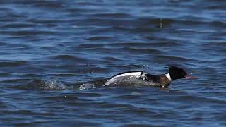 North American Red-breasted Merganser does a courtship display as others dive on a northern USA lake